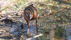 7: Virginia Rail 0C3_0553