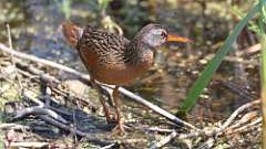 8: Virginia Rail 0C3_0556