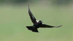 1: bobolink - flight 0C3_0880