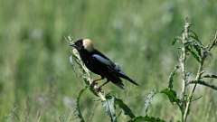 2: bobolink 0C3_0794