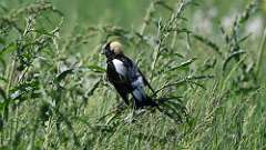 3: bobolink 0C3_0863