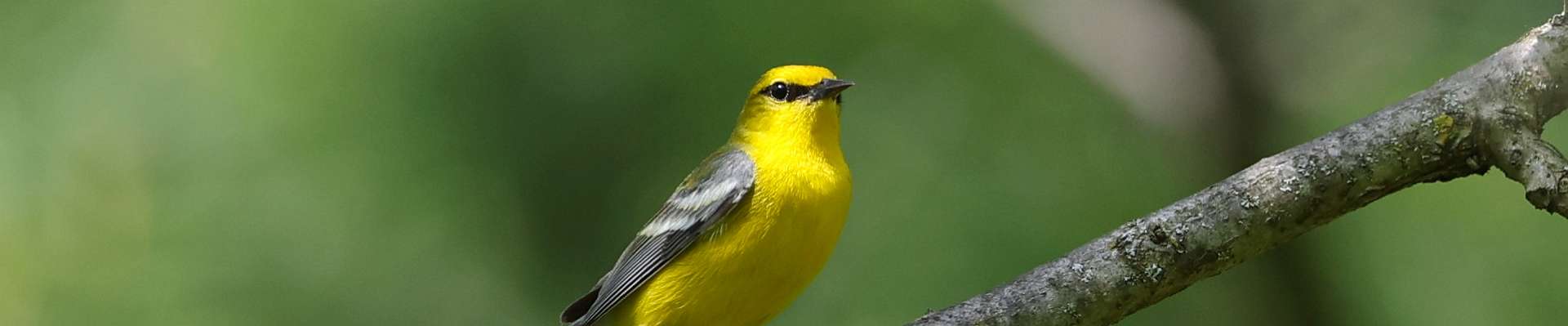 Click to show or hide the buttons