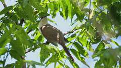1: Black-billed Cuckoo 0C3_0036