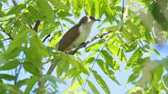 2: Black-billed Cuckoo 0C3_0054
