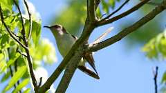 3: Black-billed Cuckoo 0C3_0061