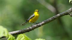 4: Blue-winged Warbler 0C3_0133