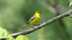 5: Blue-winged Warbler 0C3_0136