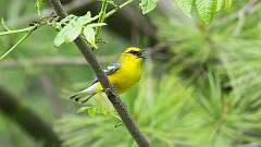 6: Blue-winged Warbler 0C3_0271