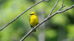 7: Blue-winged Warbler 0C3_0295