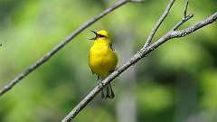 8: Blue-winged Warbler 0C3_0322