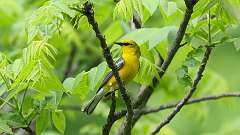 9: Blue-winged Warbler 0C3_0478