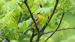 10: Blue-winged Warbler 0C3_0481