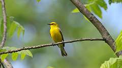 11: Blue-winged Warbler 0C3_0491