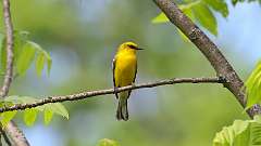 12: Blue-winged Warbler 0C3_0499