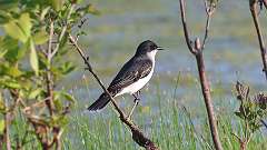 13: Eastern Kingbird 0C3_0591