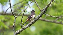 14: Eastern Towhee 0C3_0409