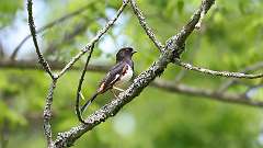15: Eastern Towhee 0C3_0412