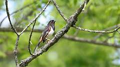 16: Eastern Towhee 0C3_0415