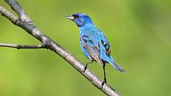17: Indigo Bunting 0C3_0191