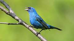 18: Indigo Bunting 0C3_0194
