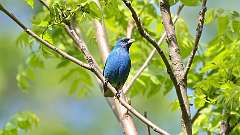 19: Indigo Bunting 0C3_0265