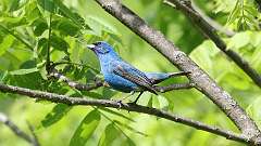 20: Indigo Bunting 0C3_0375