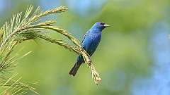 21: Indigo Bunting 0C3_0441