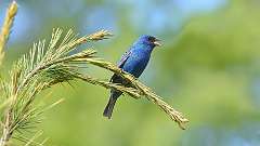 22: Indigo Bunting 0C3_0454