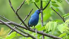 23: Indigo Bunting 0C3_0515