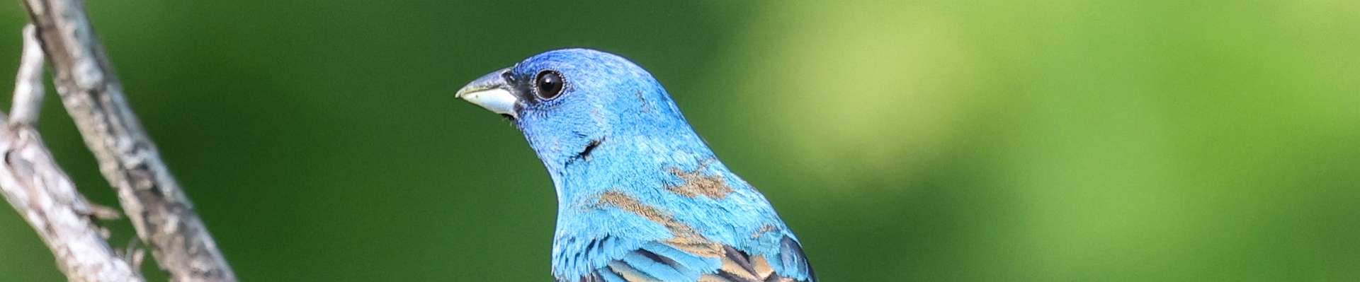 Click to show or hide the buttons