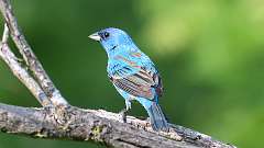 1: Indigo Bunting 0C3_0035