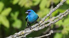 2: Indigo Bunting 0C3_0143
