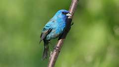 3: Indigo Bunting 0C3_0194