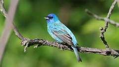 4: Indigo Bunting 0C3_0227