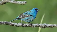 5: Indigo Bunting 0C3_0899
