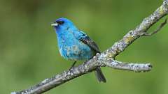 6: Indigo Bunting 0C3_0935