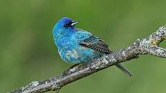 7: Indigo Bunting 0C3_0977
