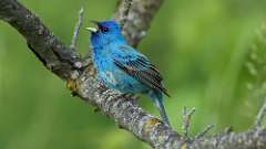 8: Indigo Bunting 0C3_1028