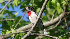 12: Rose-breasted Grosbeak 0C3_0554