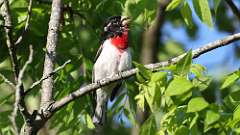 13: Rose-breasted Grosbeak 0C3_0653