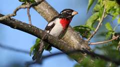 14: Rose-breasted Grosbeak 0C3_0755
