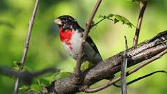 15: Rose-breasted Grosbeak 0C3_0815
