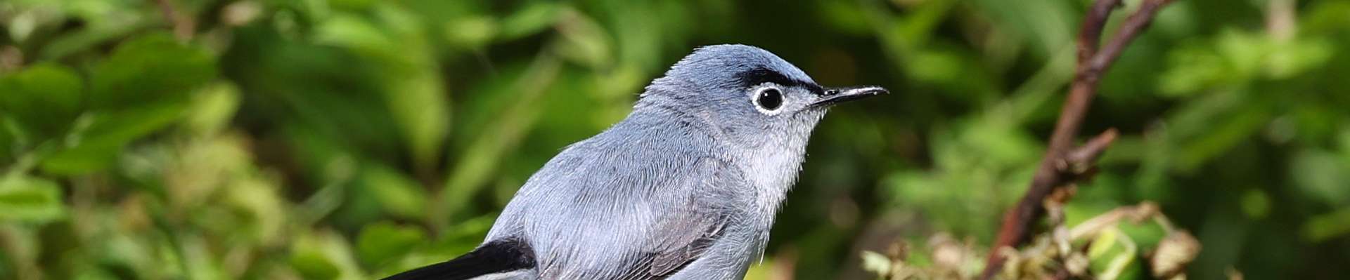 Click to show or hide the buttons