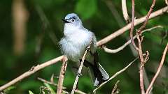 1: Blue-gray Gnatcatcher 0C3_0898