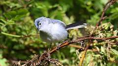 2: Blue-gray Gnatcatcher 0C3_0910