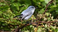 3: Blue-gray Gnatcatcher 0C3_0923