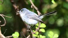4: Blue-gray Gnatcatcher 0C3_0997