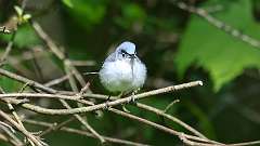 5: Blue-gray Gnatcatcher 0C3_1031