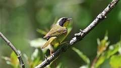 6: Common Yellowthroat 0C3_0275
