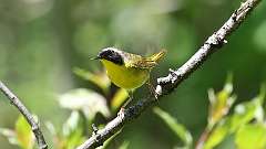 7: Common Yellowthroat 0C3_0282